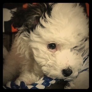 Meet your Posher, Karina